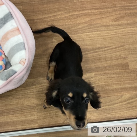 ミニチュア・ダックスフンドの写真