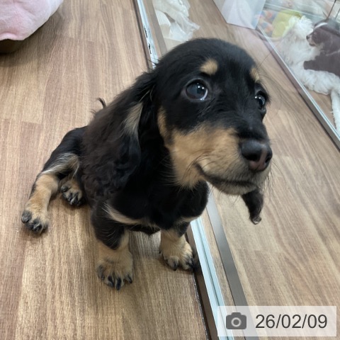 ミニチュア・ダックスフンドの写真