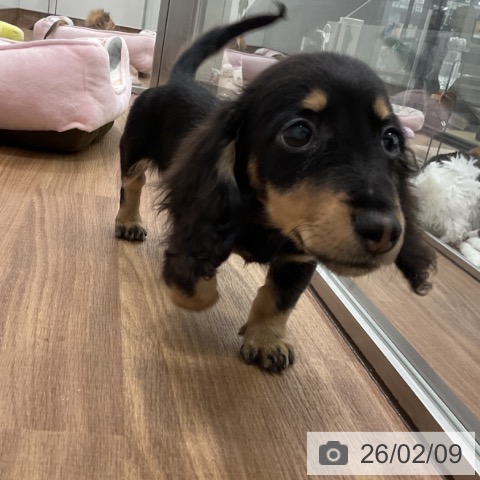 ミニチュア・ダックスフンドの写真