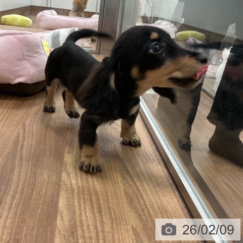 ミニチュア・ダックスフンドの写真