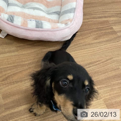 ミニチュア・ダックスフンドの写真