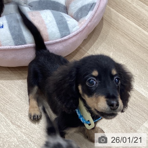 埼玉県のミニチュアダックスフンド(ロング) (ペットプラス ピオニウォーク東松山店/2025年10月9日生まれ/男の子/ブラックタン)の子犬の4枚目の画像