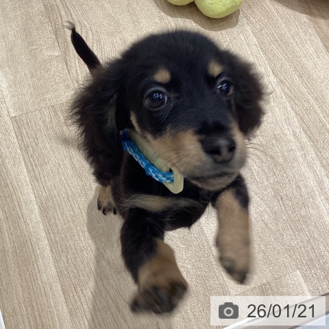 埼玉県のミニチュアダックスフンド(ロング) (ペットプラス ピオニウォーク東松山店/2025年10月9日生まれ/男の子/ブラックタン)の子犬の3枚目の画像