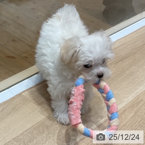 埼玉県のマルチーズ (ペットプラス ららぽーと富士見店/2025年10月16日生まれ/女の子/ホワイト)の子犬の4枚目の画像