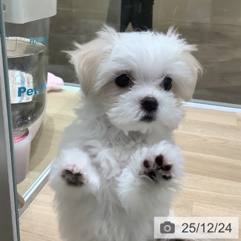 埼玉県のマルチーズ (ペットプラス ららぽーと富士見店/2025年10月16日生まれ/女の子/ホワイト)の子犬の3枚目の画像