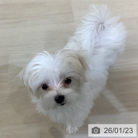 マルチーズの写真