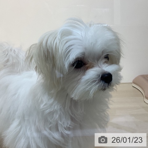 マルチーズの写真