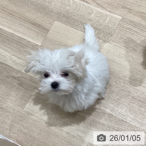マルチーズの写真