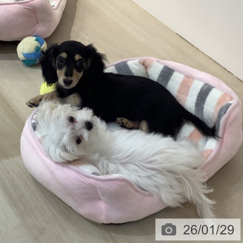 マルチーズの写真