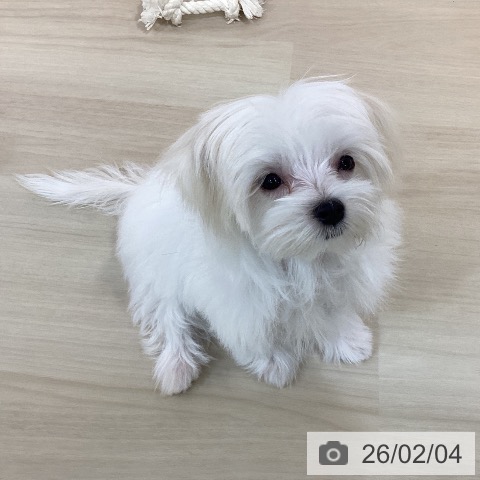 マルチーズの写真