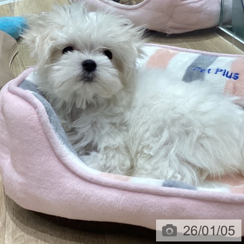 埼玉県のマルチーズ (ペットプラス ららぽーと富士見店/2025年10月16日生まれ/女の子/ホワイト)の子犬の4枚目の画像