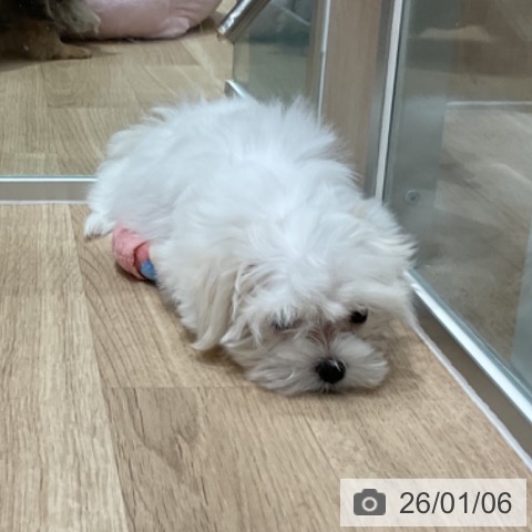 埼玉県のマルチーズ (ペットプラス ららぽーと富士見店/2025年10月16日生まれ/女の子/ホワイト)の子犬の3枚目の画像