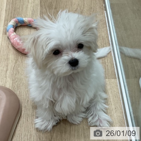 埼玉県のマルチーズ (ペットプラス ららぽーと富士見店/2025年10月16日生まれ/女の子/ホワイト)の子犬の4枚目の画像