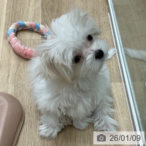埼玉県のマルチーズ (ペットプラス ららぽーと富士見店/2025年10月16日生まれ/女の子/ホワイト)の子犬の3枚目の画像