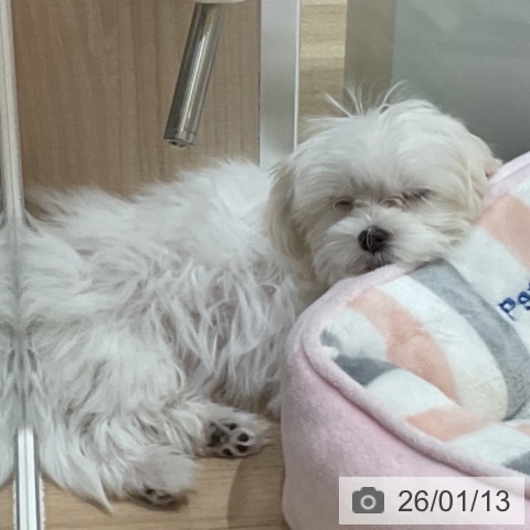 埼玉県のマルチーズ (ペットプラス ららぽーと富士見店/2025年10月16日生まれ/女の子/ホワイト)の子犬の3枚目の画像