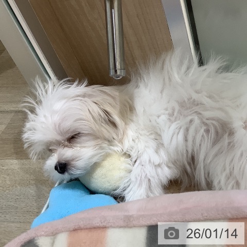 埼玉県のマルチーズ (ペットプラス クレアモール川越店/2025年10月16日生まれ/女の子/ホワイト)の子犬の3枚目の画像