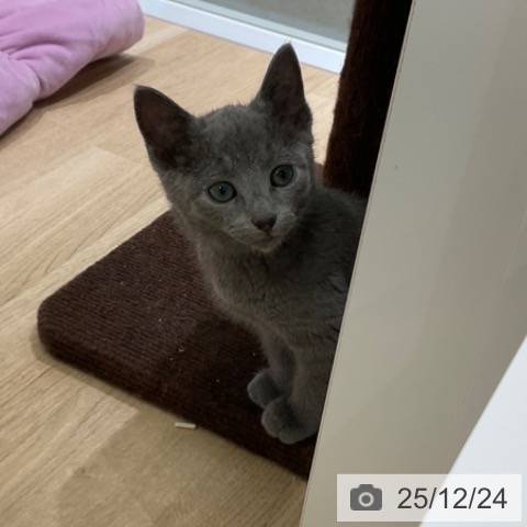 東京都のロシアンブルー (ペットプラス 立川高島屋S.C.店/2025年10月14日生まれ/男の子/ブルー)の子猫の4枚目の画像