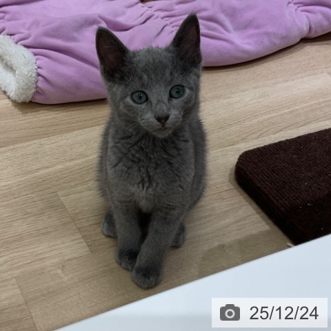東京都のロシアンブルー (ペットプラス 立川高島屋S.C.店/2025年10月14日生まれ/男の子/ブルー)の子猫の3枚目の画像