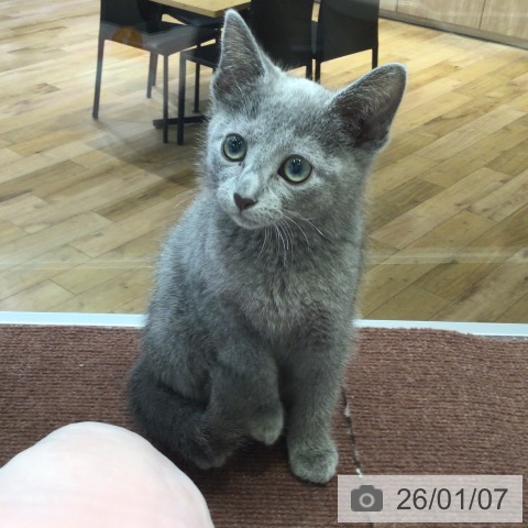 千葉県のロシアンブルー (ペットプラス 幕張新都心店/2025年10月14日生まれ/男の子/ブルー)の子猫の3枚目の画像