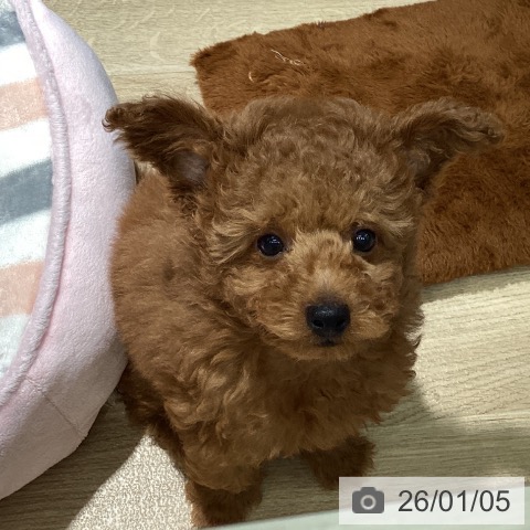 埼玉県のトイプードル(トイ) (ペットプラス イオンモール春日部店/2025年10月16日生まれ/男の子/レッド)の子犬の4枚目の画像