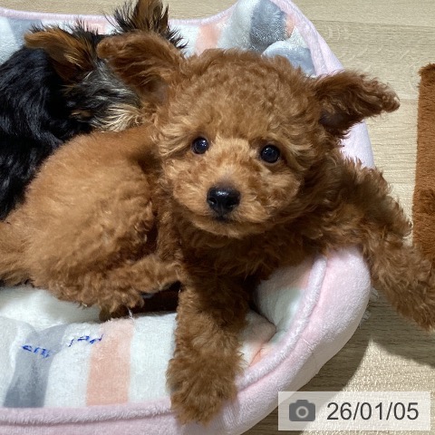 埼玉県のトイプードル(トイ) (ペットプラス イオンモール春日部店/2025年10月16日生まれ/男の子/レッド)の子犬の3枚目の画像