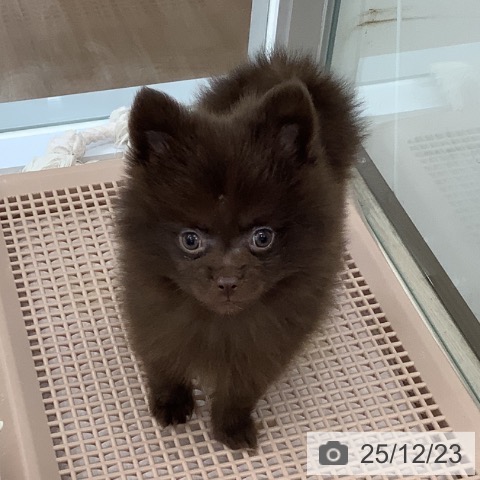 埼玉県のポメラニアン (ペットプラス 川口店/2025年10月9日生まれ/女の子/チョコレート)の子犬の3枚目の画像