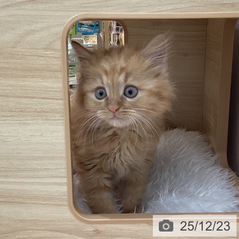 群馬県のマンチカン (ペットプラス 前橋店/2025年10月16日生まれ/男の子/レッドタビー)の子猫の3枚目の画像