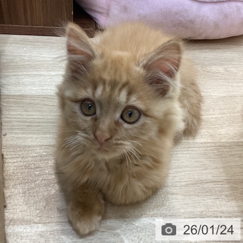 群馬県のマンチカン (ペットプラス 前橋店/2025年10月16日生まれ/男の子/レッドタビー)の子猫の4枚目の画像