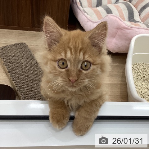 群馬県のマンチカン (ペットプラス 前橋店/2025年10月16日生まれ/男の子/レッドタビー)の子猫の4枚目の画像