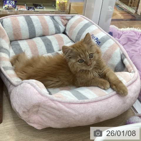 群馬県のマンチカン (ペットプラス 前橋店/2025年10月16日生まれ/男の子/レッドタビー)の子猫の3枚目の画像