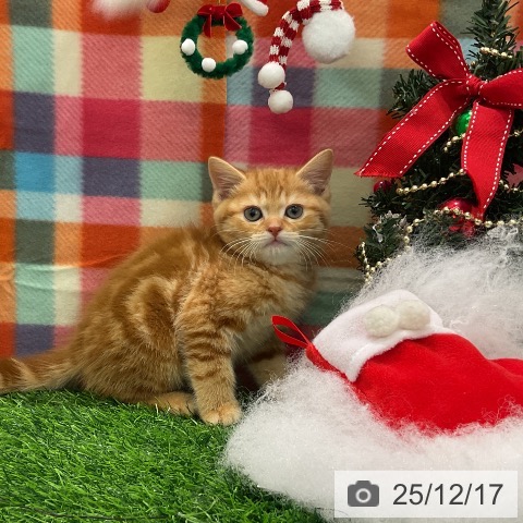 千葉県のスコティッシュフォールド (ペットプラス コトエ流山おおたかの森店/2025年10月14日生まれ/男の子/レッドタビー)の子猫の4枚目の画像