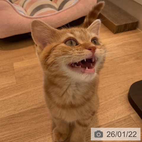 千葉県のスコティッシュフォールド (ペットプラス コトエ流山おおたかの森店/2025年10月14日生まれ/男の子/レッドタビー)の子猫の4枚目の画像