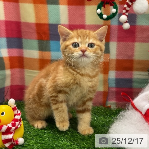 千葉県のスコティッシュフォールド (ペットプラス コトエ流山おおたかの森店/2025年10月14日生まれ/男の子/レッドタビー)の子猫の3枚目の画像