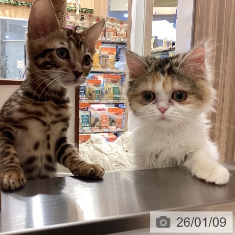 埼玉県のベンガル (ペットプラス 八潮店/2025年10月17日生まれ/女の子/ブラウンスポットタビー)の子猫の3枚目の画像