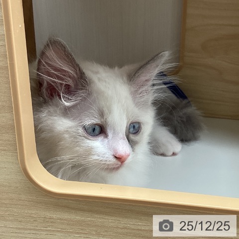 宮城県のラグドール (ペットプラス 名取店/2025年10月8日生まれ/男の子/ブルーポイントバイカラー)の子猫の4枚目の画像