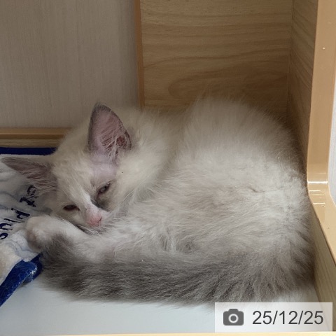 宮城県のラグドール (ペットプラス 名取店/2025年10月8日生まれ/男の子/ブルーポイントバイカラー)の子猫の3枚目の画像