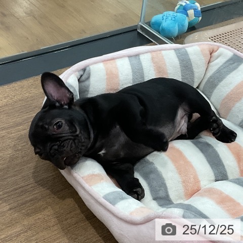 埼玉県のフレンチブルドッグ (ペッツワン 吉川美南店/2025年10月12日生まれ/男の子/ブリンドル)の子犬の4枚目の画像