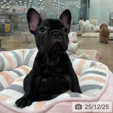 埼玉県のフレンチブルドッグ (ペッツワン 吉川美南店/2025年10月12日生まれ/男の子/ブリンドル)の子犬の3枚目の画像