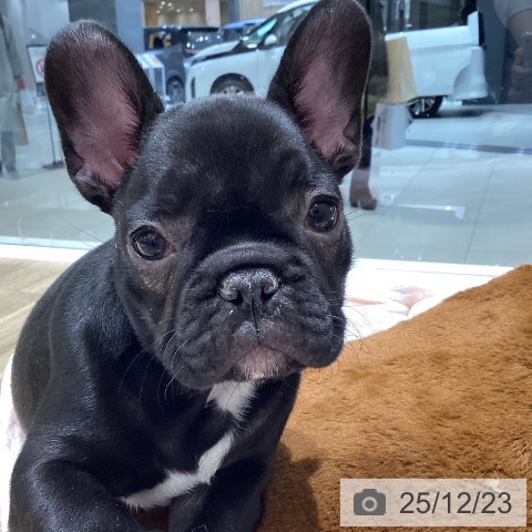 長野県のフレンチブルドッグ (ペットプラス 須坂店/2025年10月12日生まれ/女の子/ブリンドルホワイト)の子犬の4枚目の画像