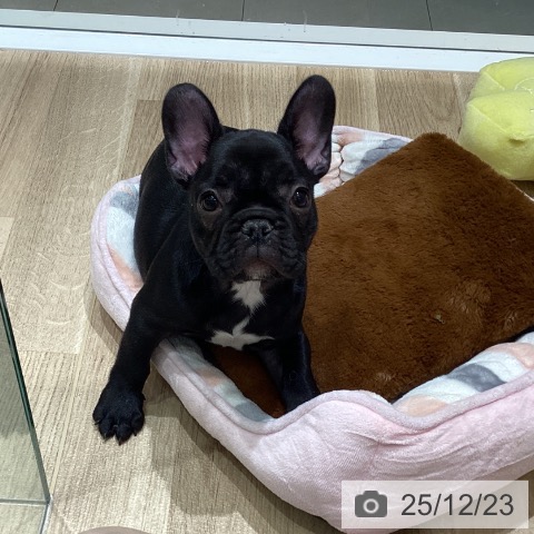 長野県のフレンチブルドッグ (ペットプラス 須坂店/2025年10月12日生まれ/女の子/ブリンドルホワイト)の子犬の3枚目の画像