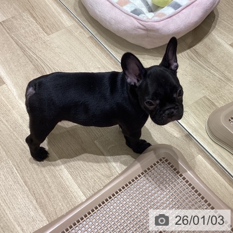 長野県のフレンチブルドッグ (ペットプラス 須坂店/2025年10月12日生まれ/女の子/ブリンドルホワイト)の子犬の3枚目の画像