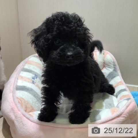 神奈川県のトイプードル(トイ) (ペットプラス 新百合丘店/2025年10月17日生まれ/女の子/ブラック)の子犬の4枚目の画像