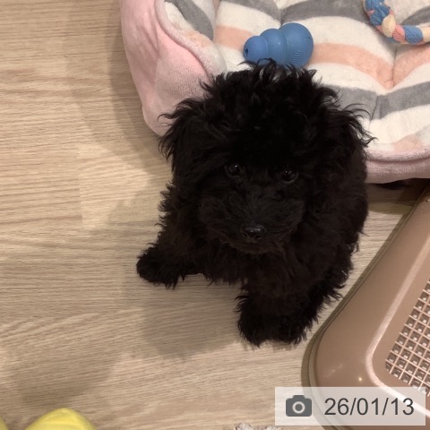 神奈川県のトイプードル(トイ) (ペットプラス 新百合丘店/2025年10月17日生まれ/女の子/ブラック)の子犬の4枚目の画像