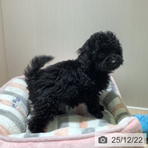 神奈川県のトイプードル(トイ) (ペットプラス 新百合丘店/2025年10月17日生まれ/女の子/ブラック)の子犬の3枚目の画像