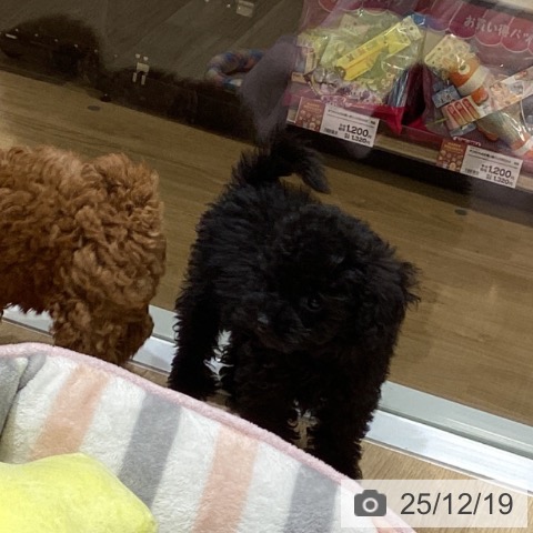 東京都のトイプードル(トイ) (ペットプラス MARK IS 葛飾かなまち店/2025年10月17日生まれ/女の子/ブラック)の子犬の4枚目の画像