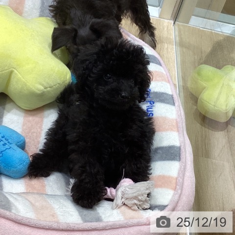 東京都のトイプードル(トイ) (ペットプラス MARK IS 葛飾かなまち店/2025年10月17日生まれ/女の子/ブラック)の子犬の3枚目の画像