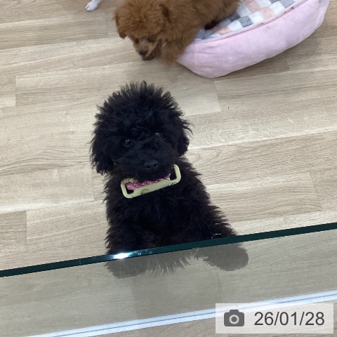 群馬県のトイプードル(トイ) (ペットプラス 前橋店/2025年10月17日生まれ/女の子/ブラック)の子犬の3枚目の画像