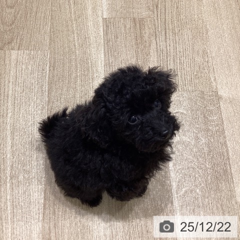 長野県のトイプードル(トイ) (ペットプラス 須坂店/2025年10月17日生まれ/女の子/ブラック)の子犬の4枚目の画像