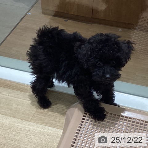 長野県のトイプードル(トイ) (ペットプラス 須坂店/2025年10月17日生まれ/女の子/ブラック)の子犬の3枚目の画像