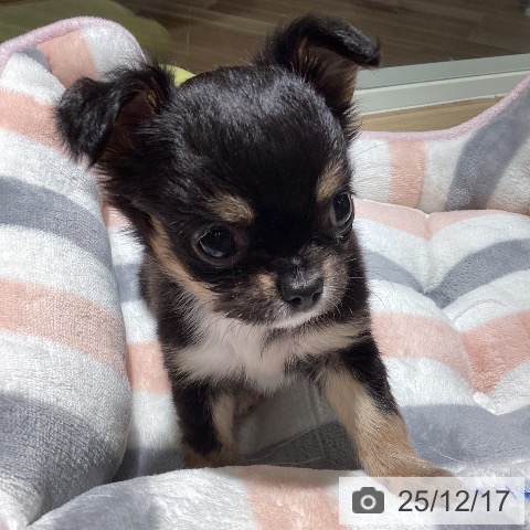 埼玉県のチワワ(ロング) (ペットプラス イオンモール春日部店/2025年10月15日生まれ/女の子/ブラックタンホワイト)の子犬の4枚目の画像